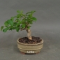 Preview: Bonsai, Baumwürger, links